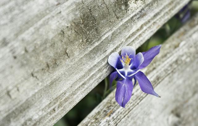 Como fazer as orquídeas florir rápido?